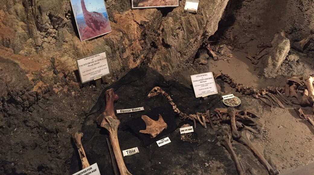 We took a tour through the Ngarua Caves which had Moa bones in them (an extinct flightless bird that was up to 100 ft tall). Was really cool to see