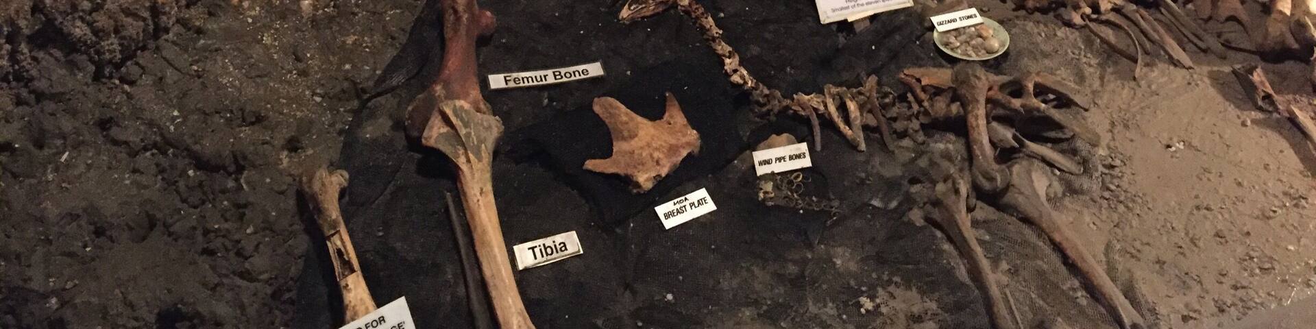 We took a tour through the Ngarua Caves which had Moa bones in them (an extinct flightless bird that was up to 100 ft tall). Was really cool to see