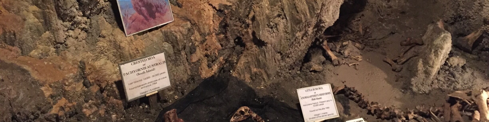 We took a tour through the Ngarua Caves which had Moa bones in them (an extinct flightless bird that was up to 100 ft tall). Was really cool to see