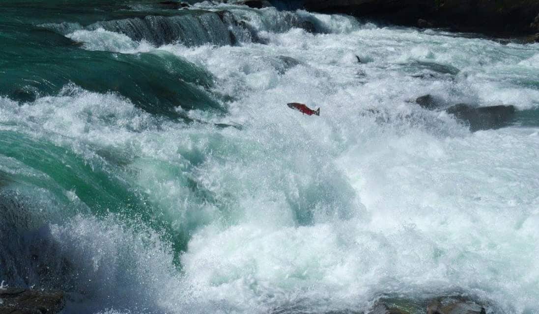 We got Lucky saw a salmon jump! 