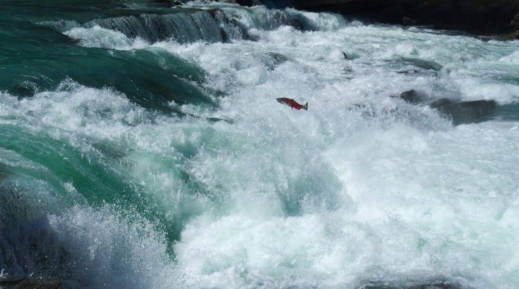 We got Lucky saw a salmon jump!