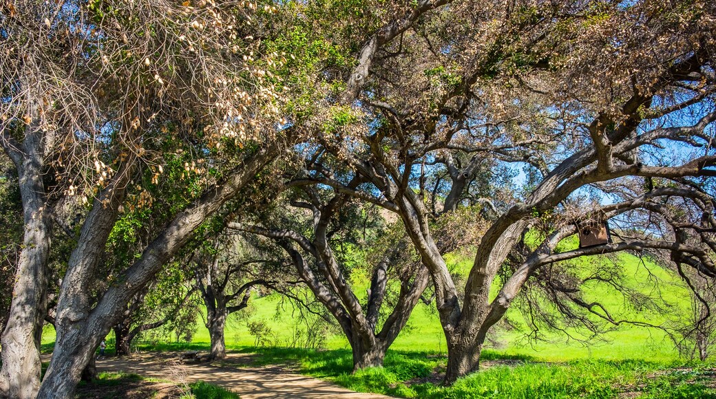 Dirt path in Malibu Creek State Park in the Santa Monica Mountains at springtime 2019