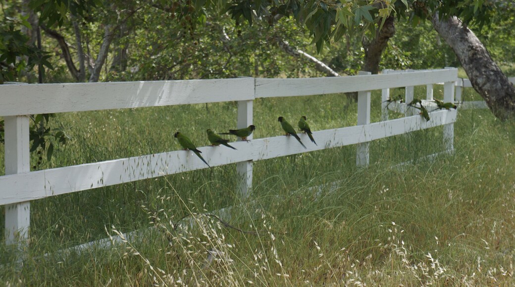 Here you can find lots of Nanday Parakeet!
#birds #hiking #view #canyon #nature