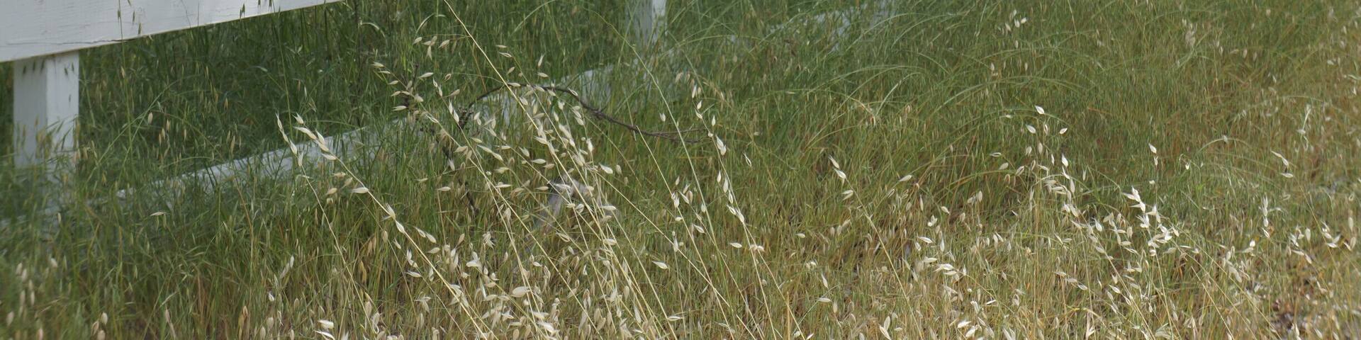 Here you can find lots of Nanday Parakeet!
#birds #hiking #view #canyon #nature