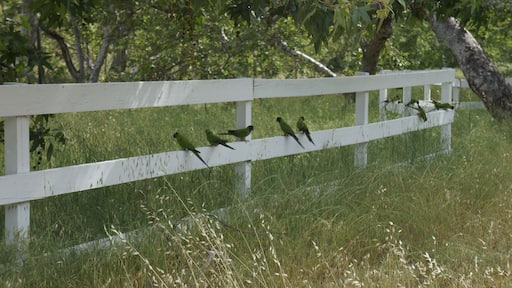 Here you can find lots of Nanday Parakeet!
#birds #hiking #view #canyon #nature