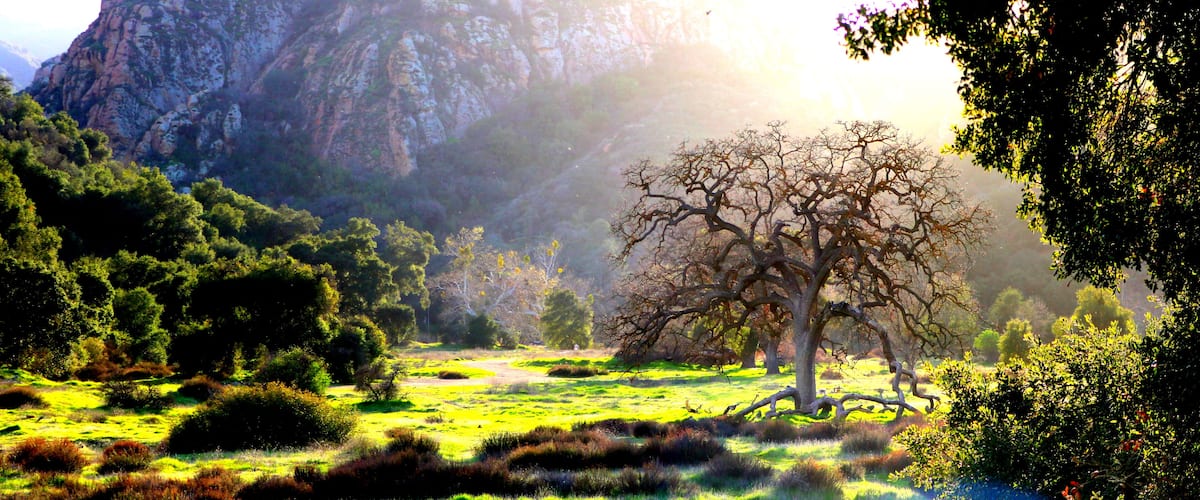 I love the sunlight  . Reflecting through all of the trees