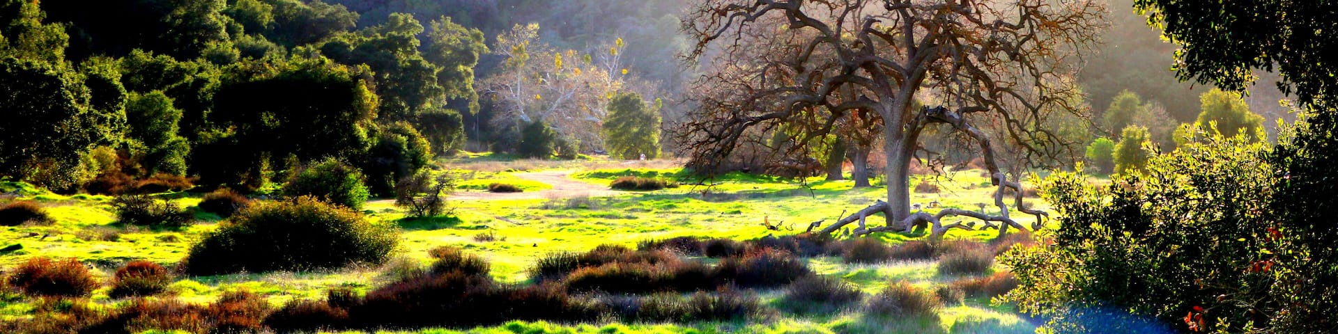 I love the sunlight . Reflecting through all of the trees