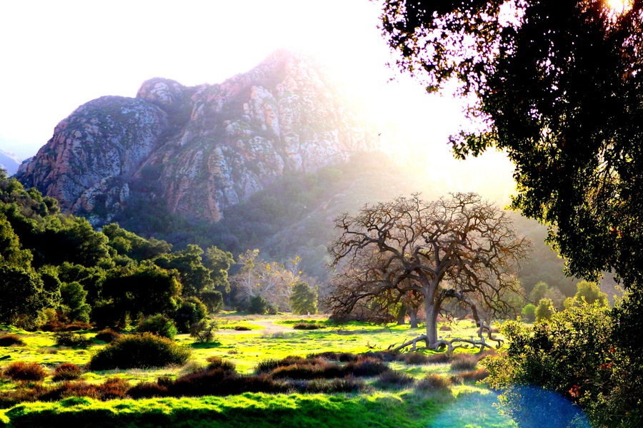 I love the sunlight . Reflecting through all of the trees