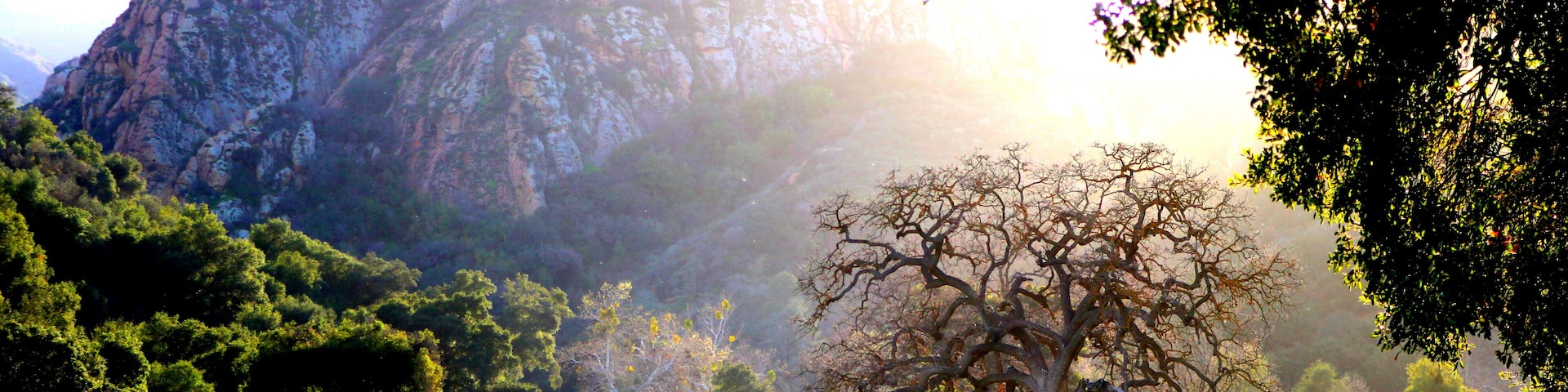 I love the sunlight . Reflecting through all of the trees