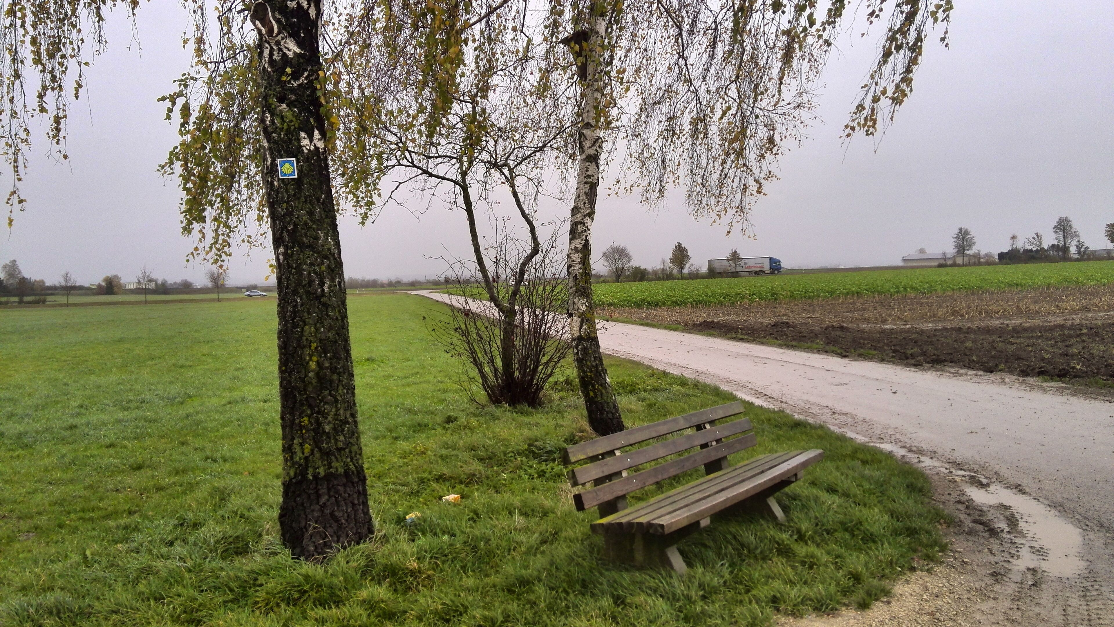 Ruhebank unter Birken