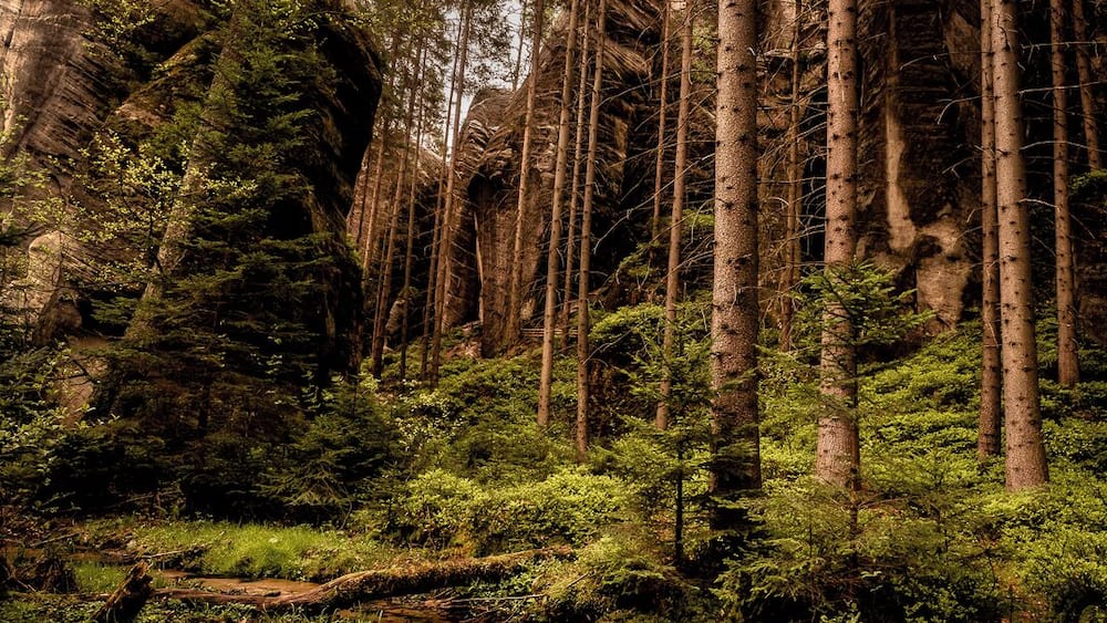 No doubt youâve heard of Bohemian Paradise and Bohemian Switzerland, but have you heard of the AdrĆĄpach-Teplice rock towns? Despite being arguably one of the most beautiful and unique places in the Czech Republic, the AdrĆĄpach -Teplice rock towns are often overlooked in favour of the more popular Bohemian Paradise.
Located in northeast Bohemia, close to the Polish border, these incredible sandstone rock towns, one on the edge of AdrĆĄpach village, and the other closer to Teplice nad Metuji, were naturally formed thousands of years ago. Perhaps few will be aware that this was once the bottom of the ocean! When the chalk receded in these places, two groups of rock formations were left, divided by the Wolf Gorge.
You truly feel as though you are exploring an alien planet here. Walking through the massive labyrinth of rocks is a unique and memorable experience. Look up at the rock formations with a bit of imagination, and you might even be able to spot the hidden images. Look out for the âloversâ, the congregation of elephants at the elephantâs square, the lioness, the turtle, the eagleâs nest, and many more.
The area of AdrĆĄpach-Teplice rocks is accessible all year-round. The distance from Prague is around 170 km and it takes around two and a half hours to drive there.
If you donât drive, you can take the train from Prague to Trutnov, and then from there change to another train for Teplice nad MetujĂ. If you are heading to AdrĆĄpach first, get off the train at Adrspach station, and if youâre heading for the Teplice rocks, get off at Teplice nad MetujĂ-skĂĄly.
The journey by train, however, take up to 4 hours. For those who donât have a car, the best and by far the easiest way to get to the park and enjoy the day is to go with a tour group.
#czech #visitczech #instone #traveltheworld #getoutgirl #woodland #rocks #mountains #europe #hiking #climbing #woods #nature #landscape #remote #travel #europe #perspective #nature photocontest