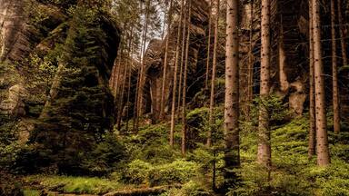 A dense forest with tall trees and a stream.