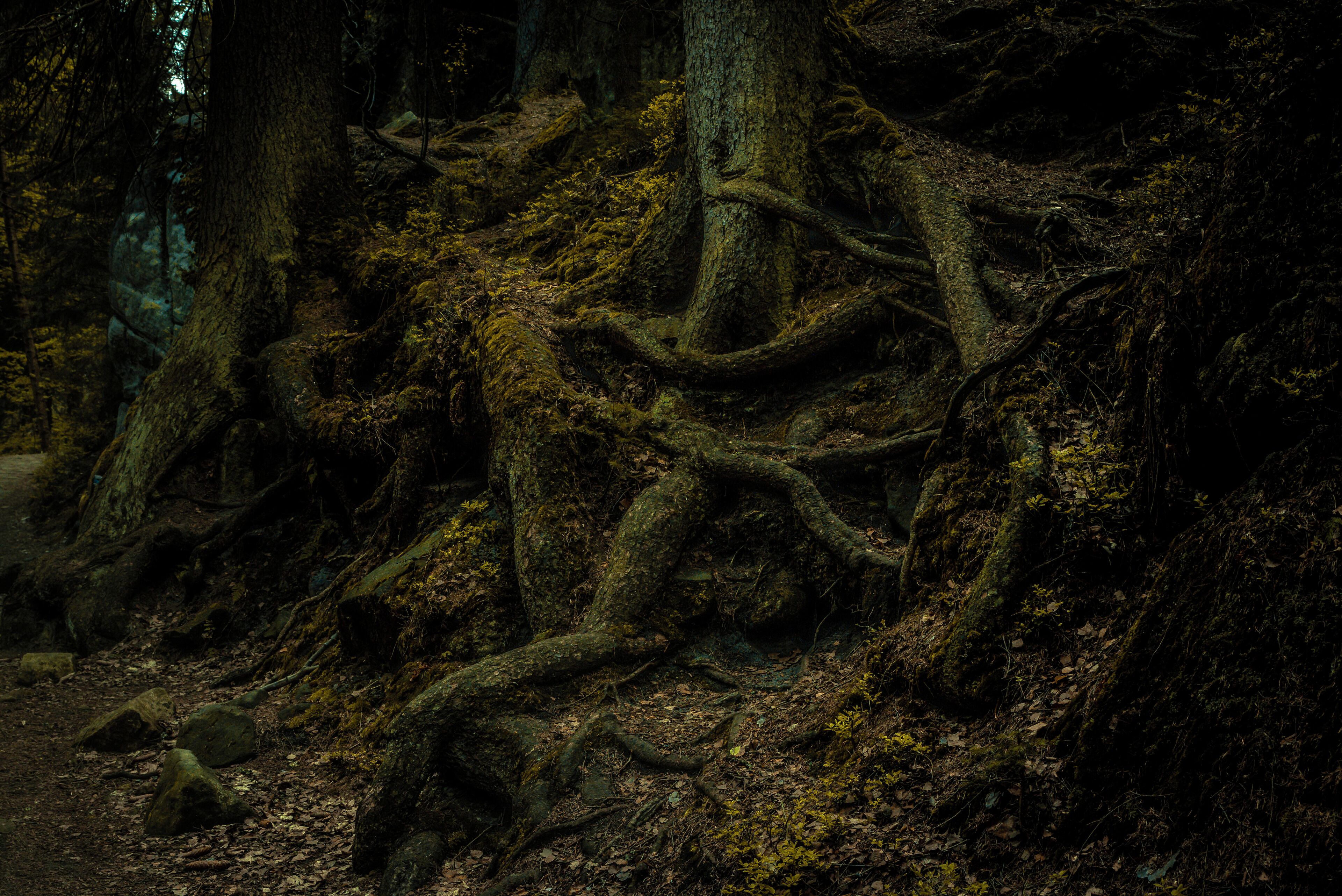 Most of those who visit Czech Republic head straight to Prague which is undoubtedly as beautiful as famous. However, very few travelers ever leave the capital and know about located on the other side of the country, near the Polish border, Adrspach-Teplice Rock Town. It's not a "town" meaning a settlement built by people. The "town" is made naturally of huge rock formations that take the shape of pillars, columns, walls and labyrinths. The woodland that weaves through the rock town looks almost mythical, some trees have dramatic roots, it almost reminds me of Harry Porter 

#czech #visitczech #instone #traveltheworld #getoutgirl #woodland #rocks #mountains #europe #hiking #climbing #woods #nature #landscape #remote #travel #europe #trees #forest #magical #dramatic #nature