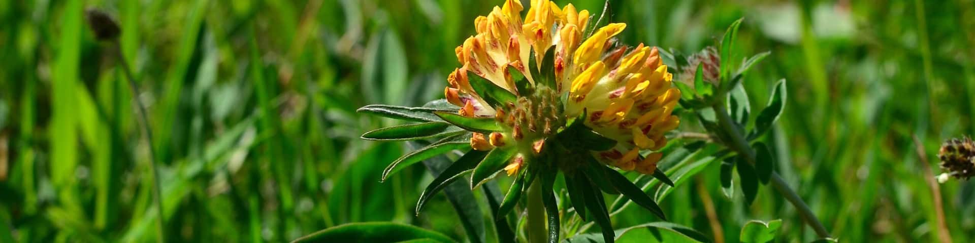 Bastia, Parco Regionale Naturale dell`Antola, Busalla, Genova, Liguria, Italia.
Un fiore giallo sboccia in un prato del Parco.