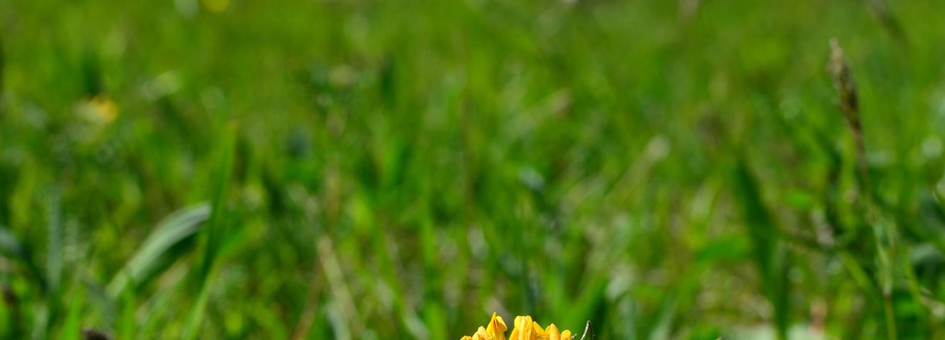 Bastia, Parco Regionale Naturale dell`Antola, Busalla, Genova, Liguria, Italia.
Un fiore giallo sboccia in un prato del Parco.