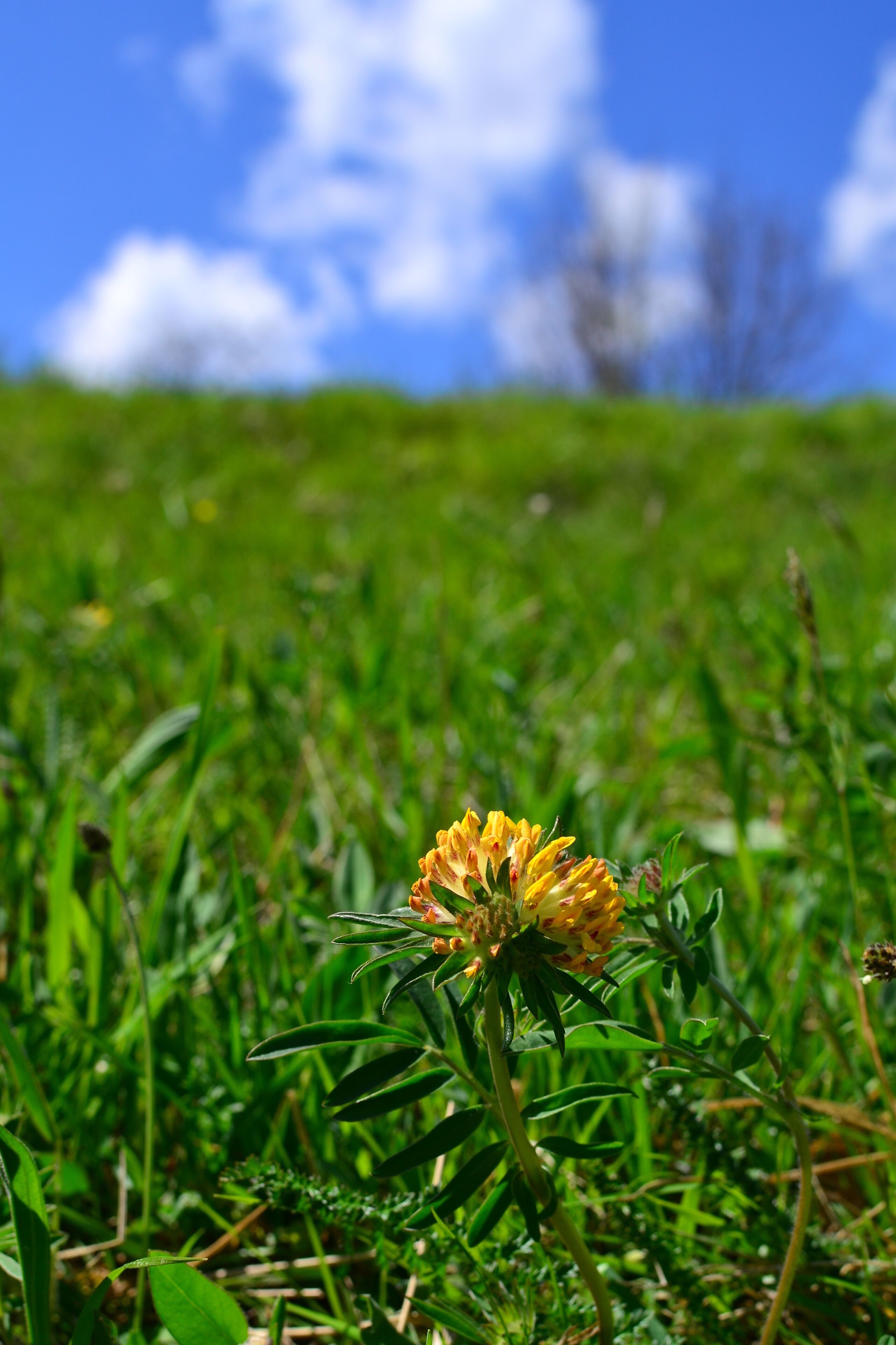 A single yellow flower in a grassy field with a blue sky and white clouds in the background.