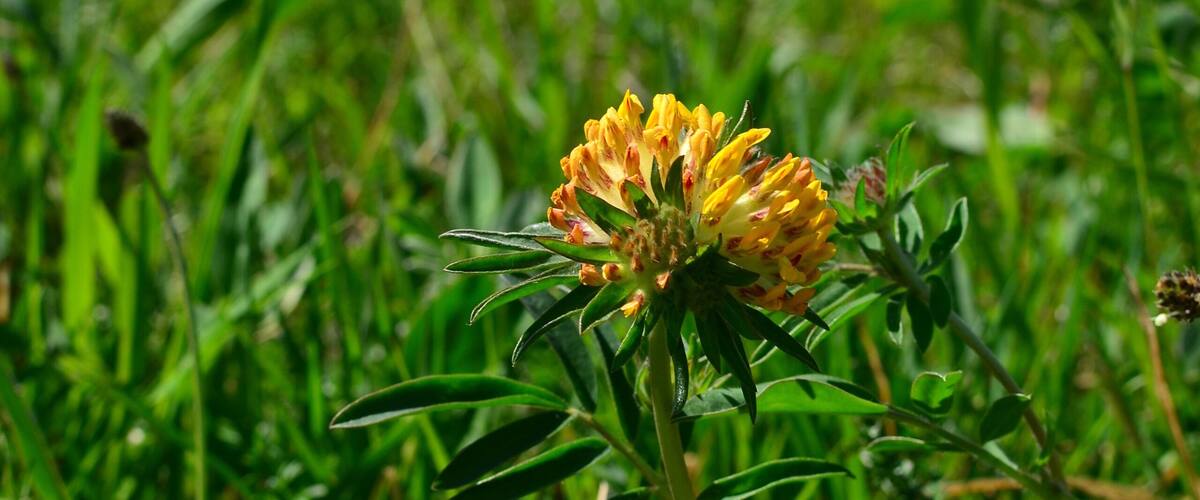 A single yellow flower in a grassy field with a blue sky and white clouds in the background.