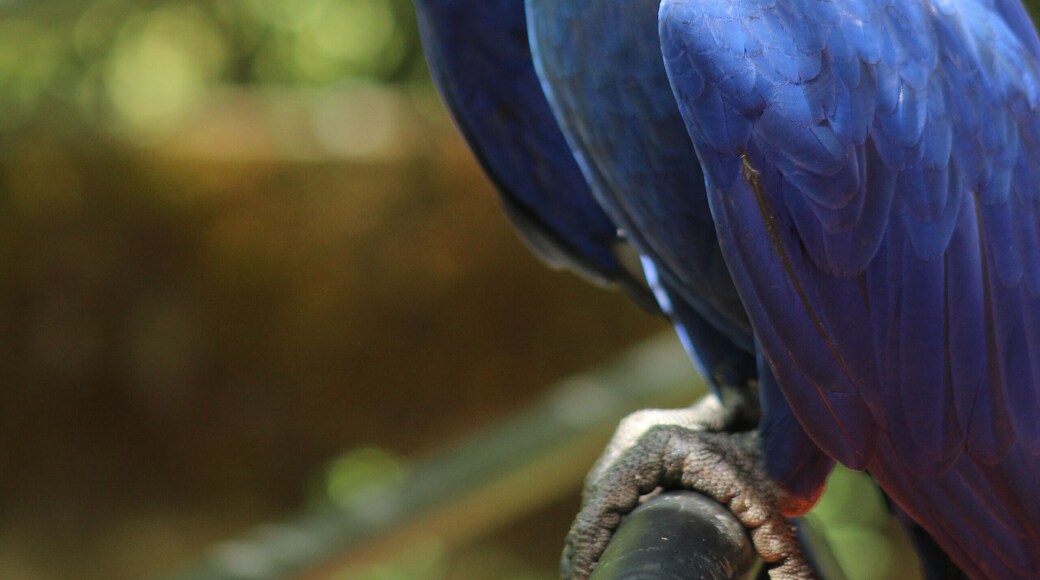 Arara azul no parque zoobotanico da vale, dm Parauapebas, Pará