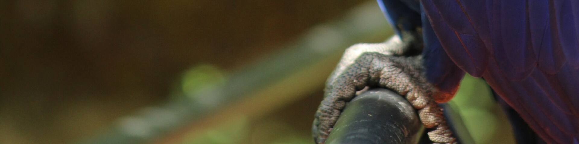 Arara azul no parque zoobotanico da vale, dm Parauapebas, Pará
