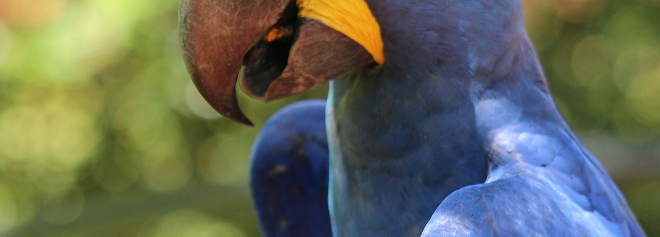 Arara azul no parque zoobotanico da vale, dm Parauapebas, Pará