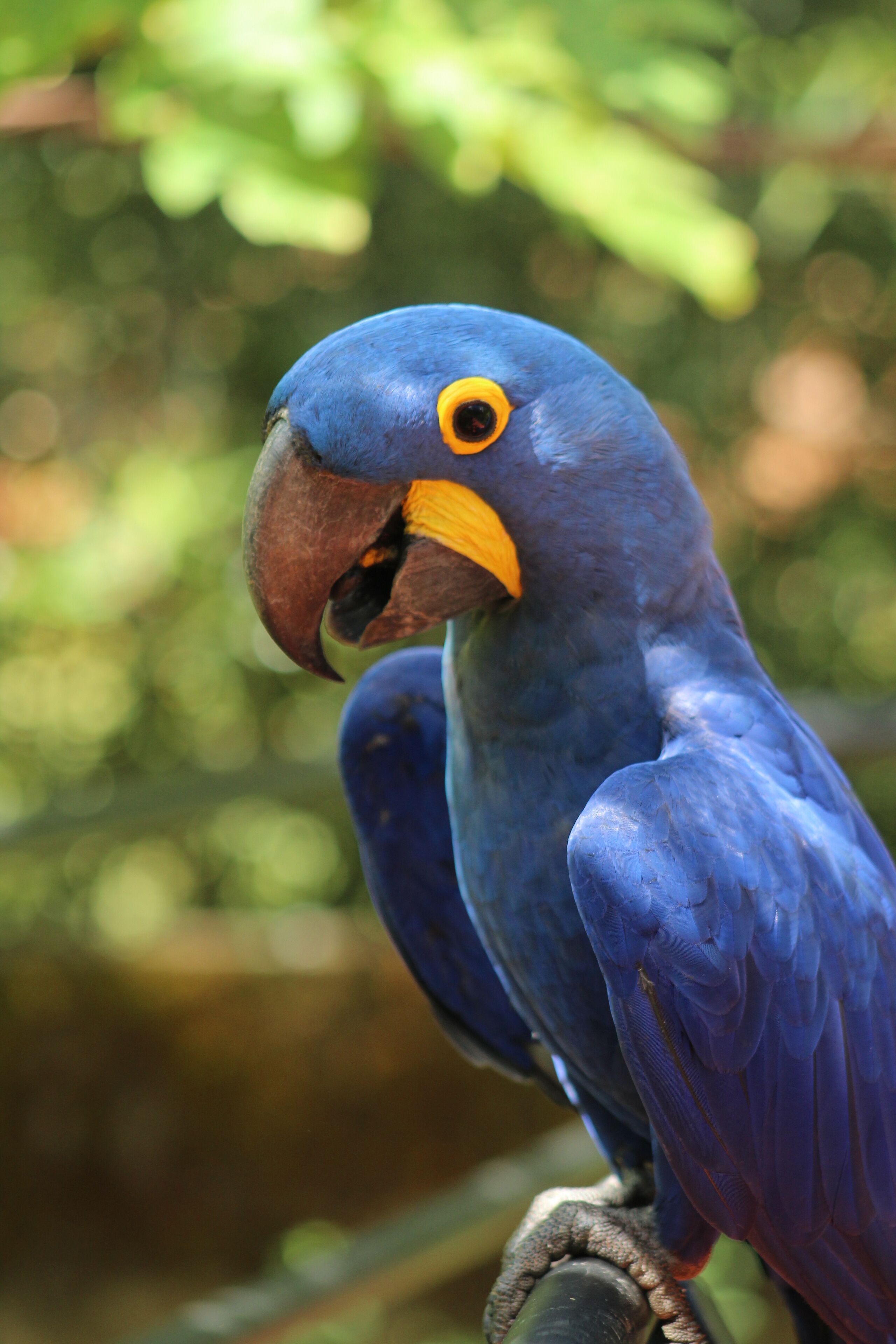 A blue parrot with a yellow beak and orange eyes perched on a branch.
