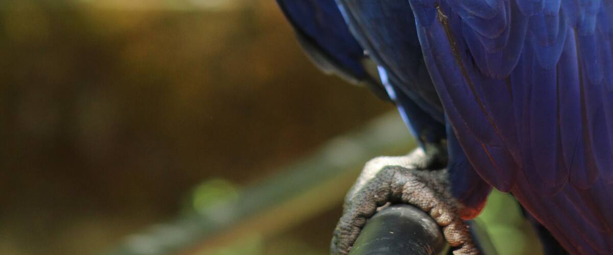 A blue parrot with a yellow beak and orange eyes perched on a branch.