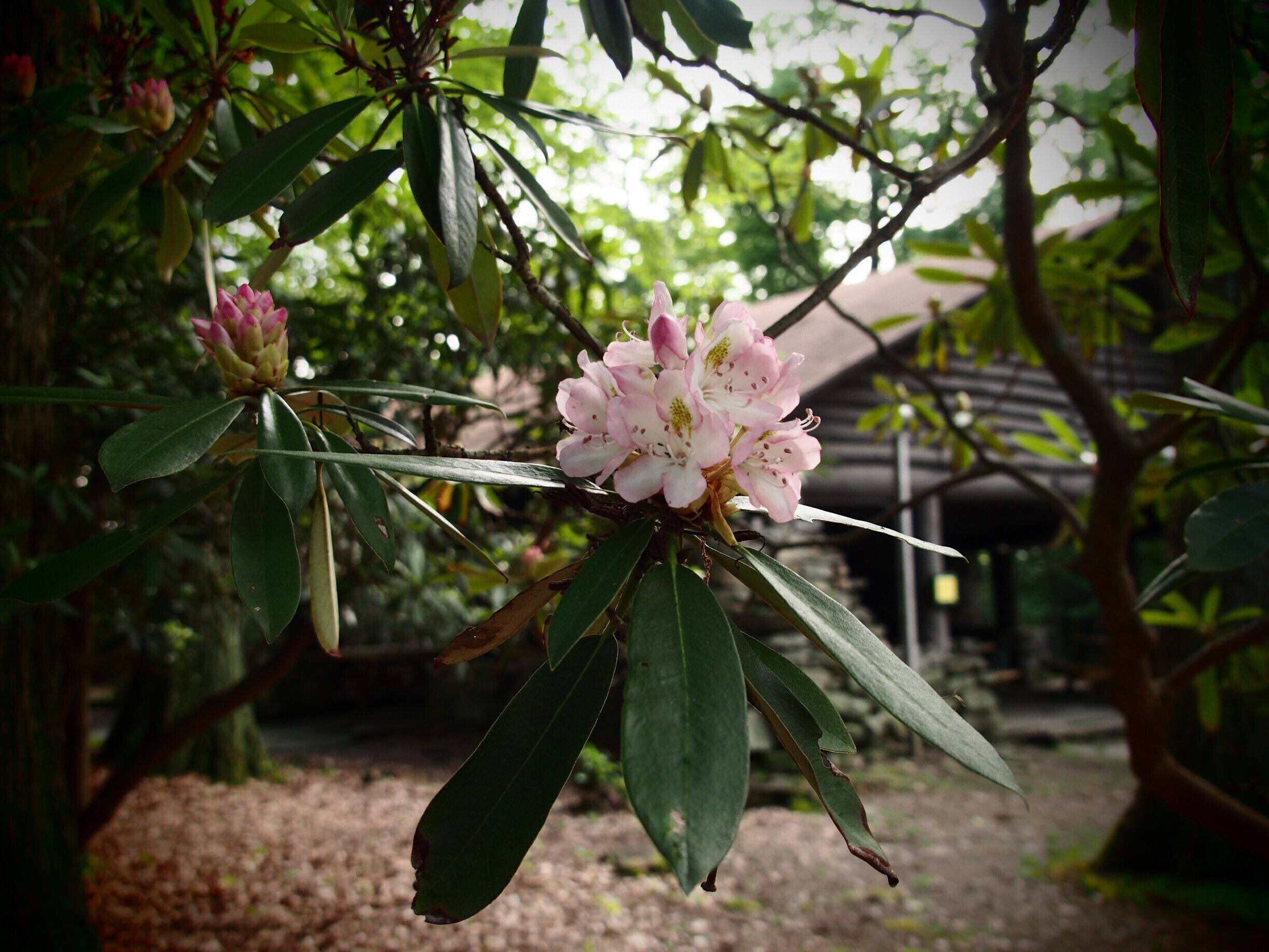 #weekendgetaway
#likealocal
The state flower of West Virginia, the beautiful Rhododendron.