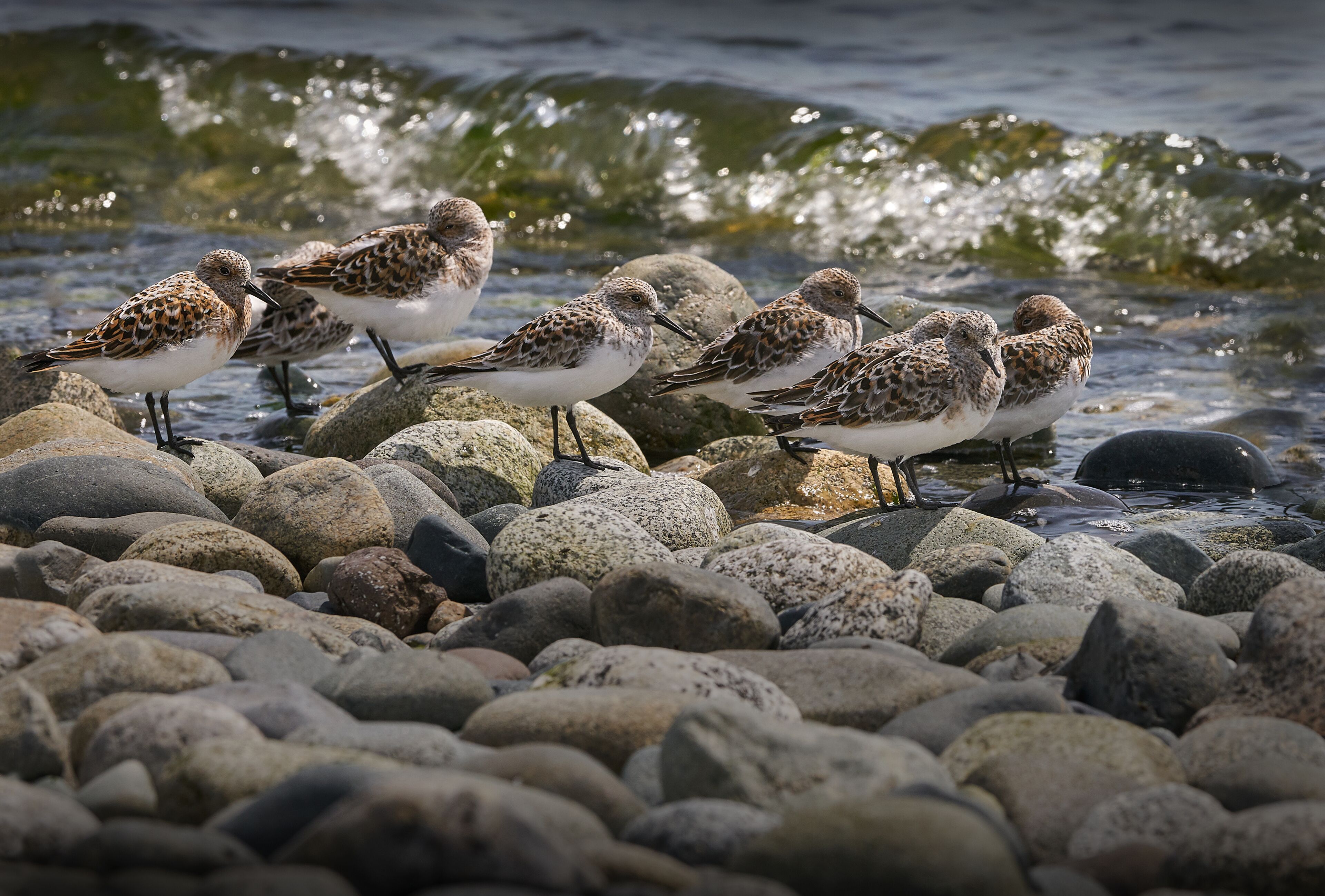 Birch Bay