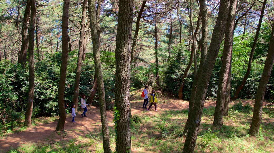 Dalmaji Hill which includes a park as well as a small group of people