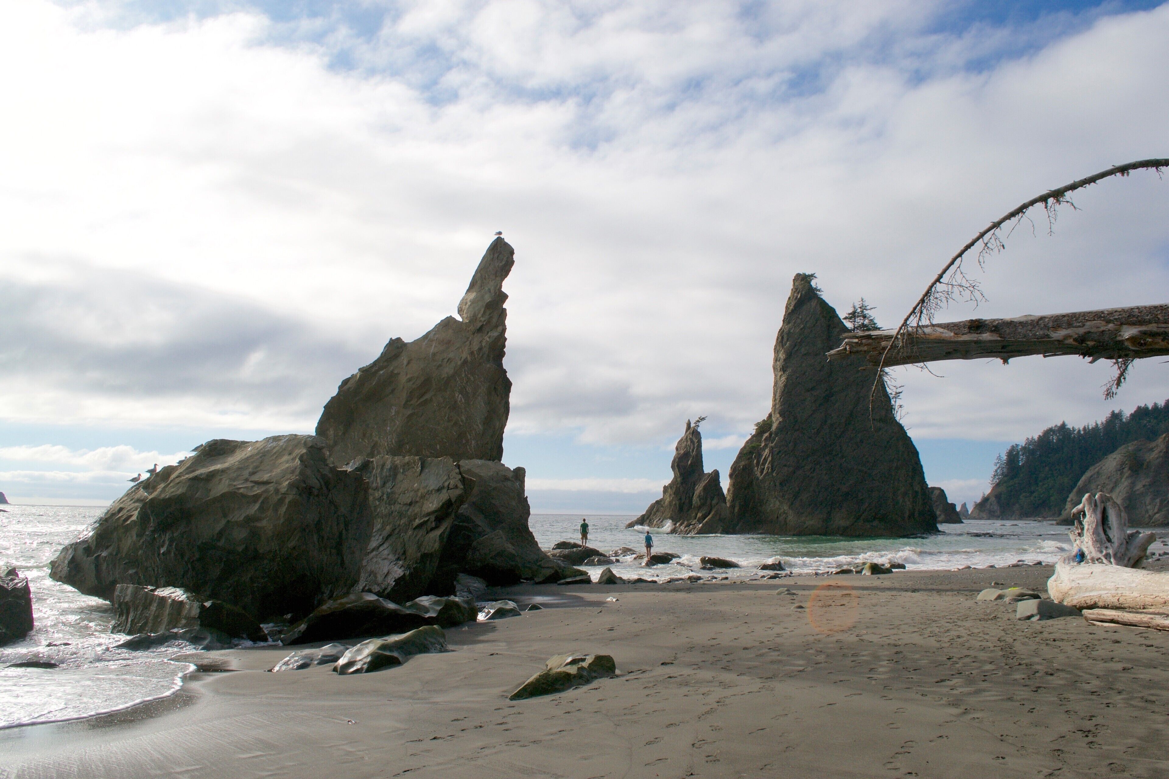 A rocky beach with large boulders and a fallen tree.