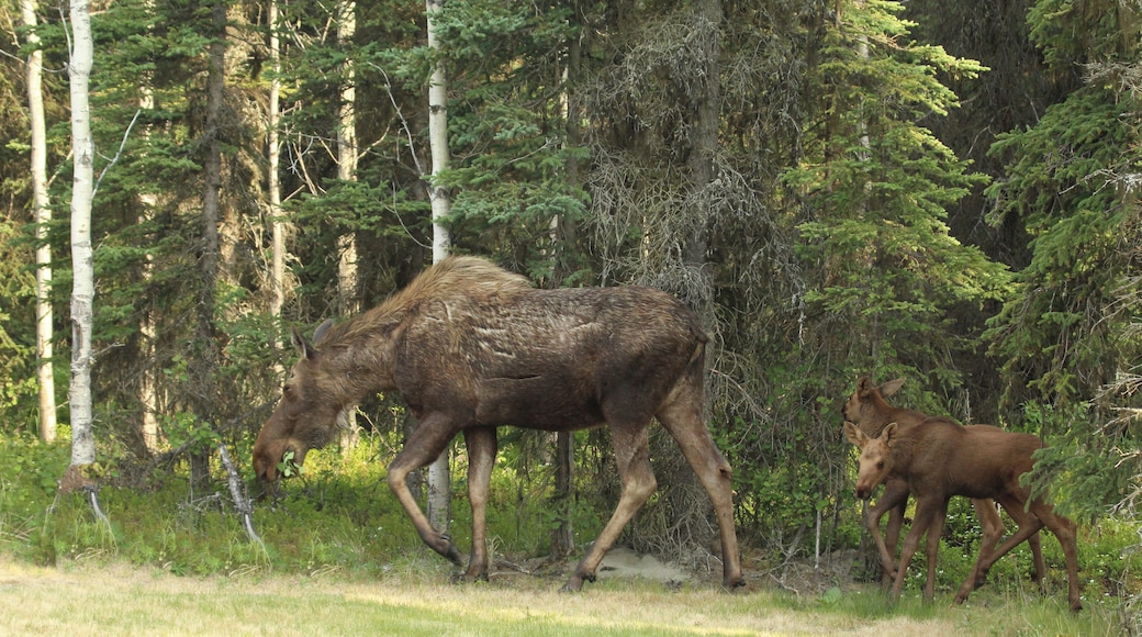 We saw this family in our Daughters yard