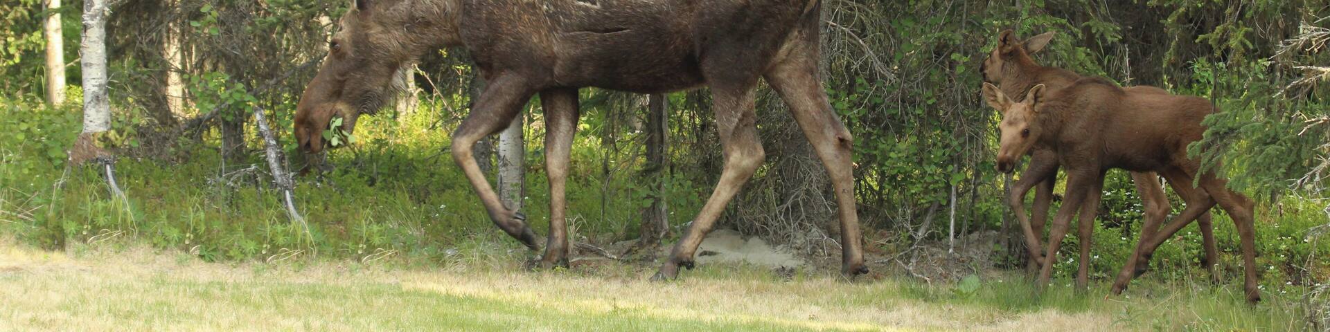 We saw this family in our Daughters yard
