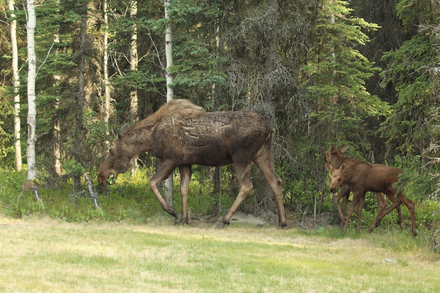 We saw this family in our Daughters yard