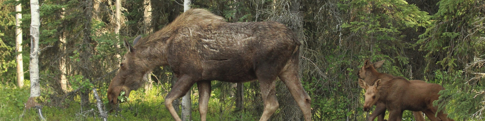 We saw this family in our Daughters yard