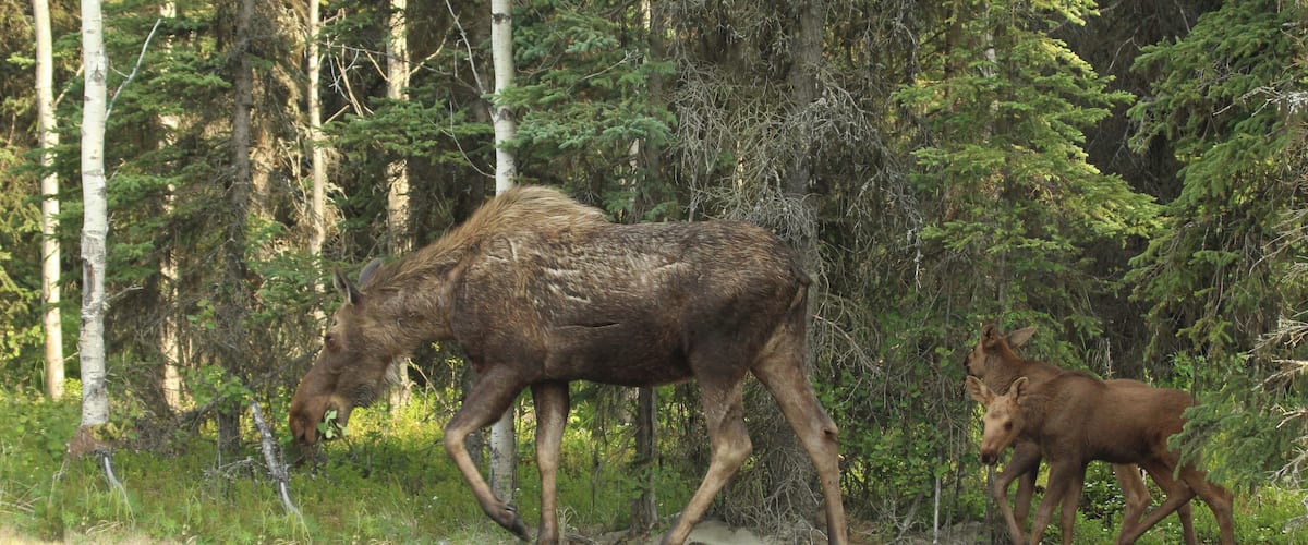 We saw this family in our Daughters yard