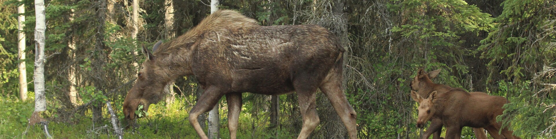 We saw this family in our Daughters yard