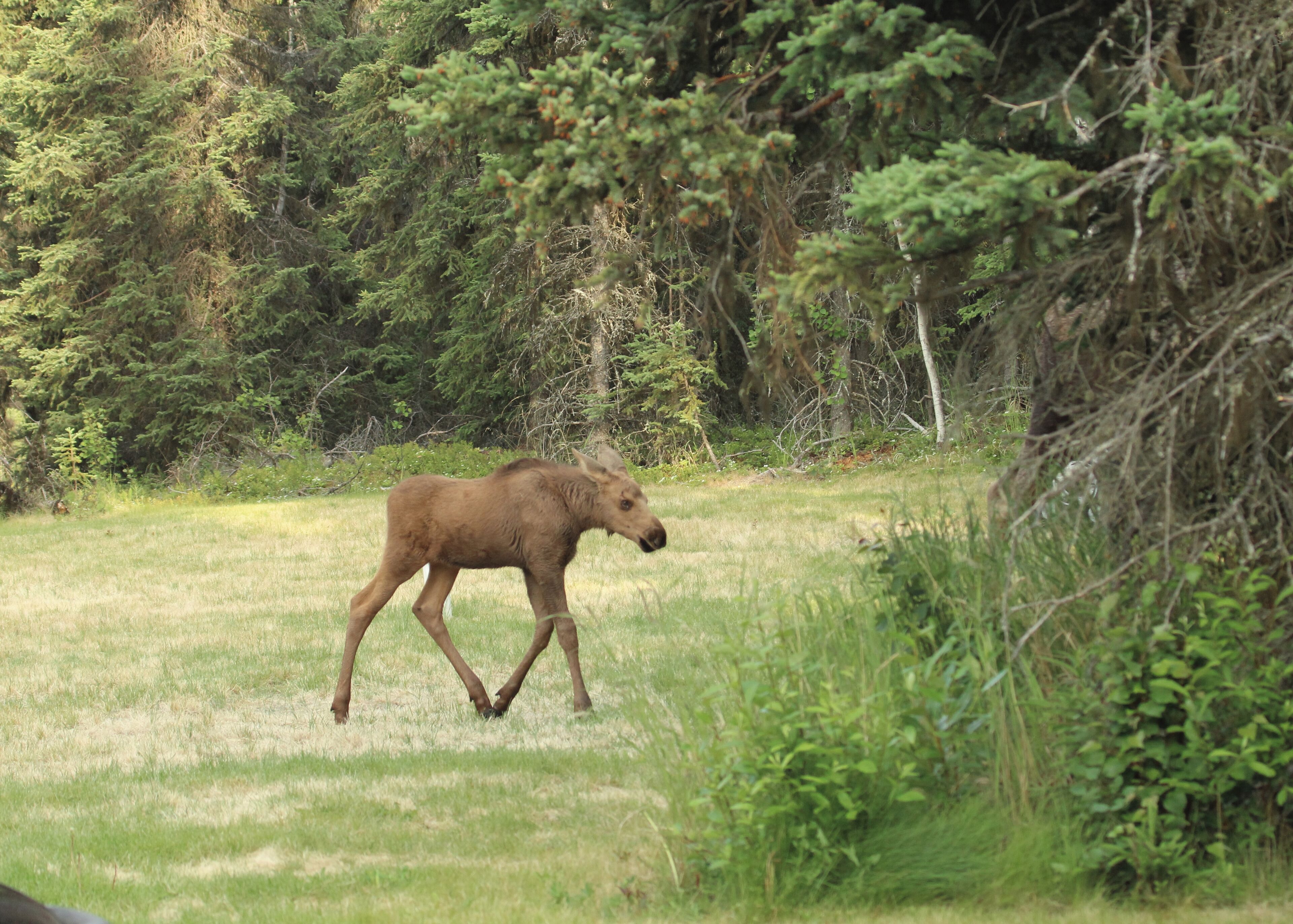 One of the babies that spend time in our daughters back yard