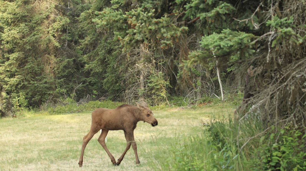 One of the babies that spend time in our daughters back yard