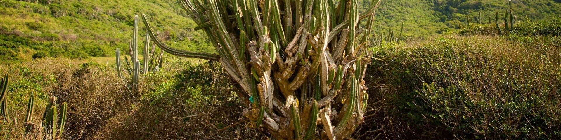 Reserve Serra das Emerencias showing tranquil scenes