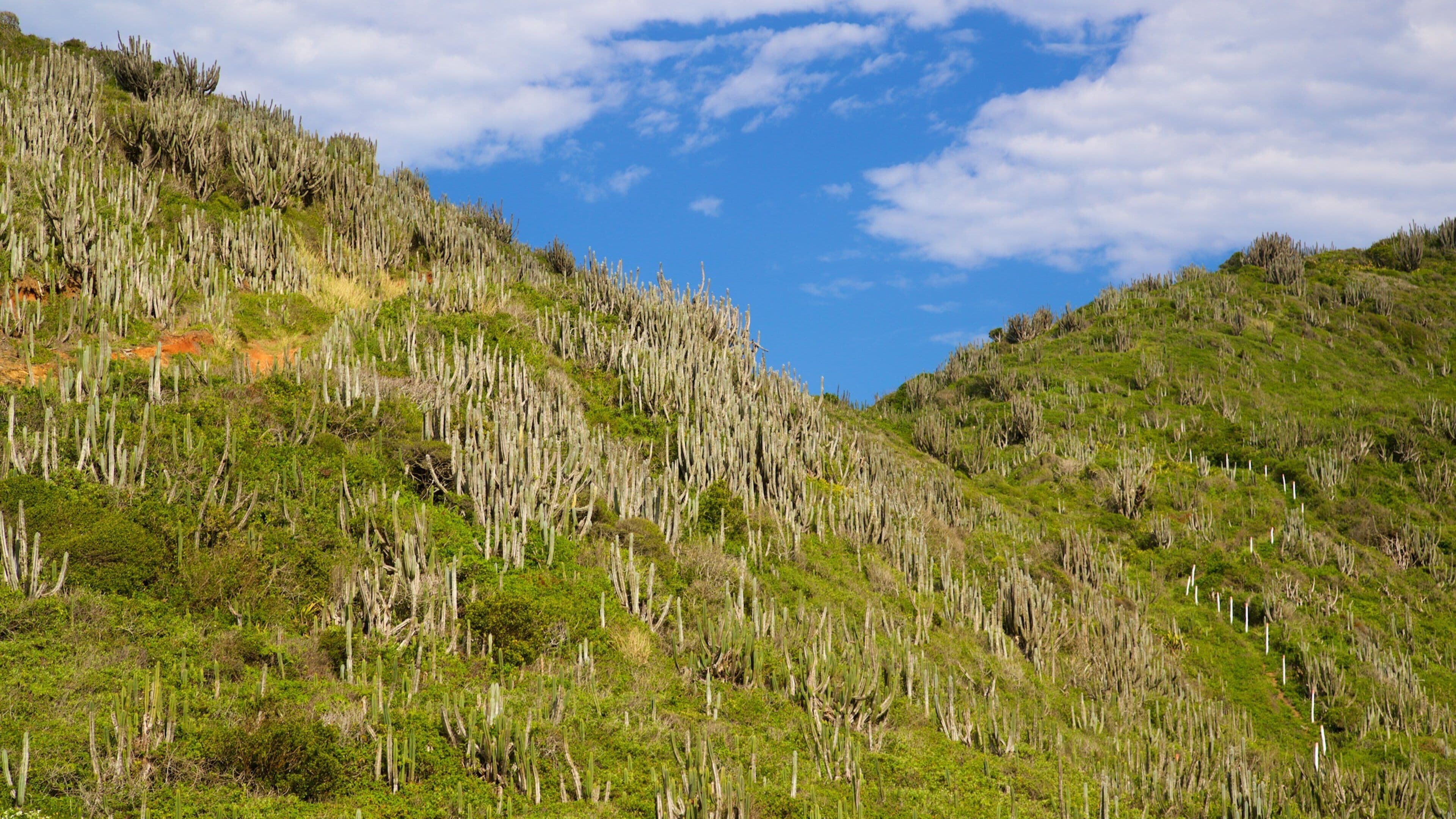 Reserve Serra das Emerencias showing tranquil scenes