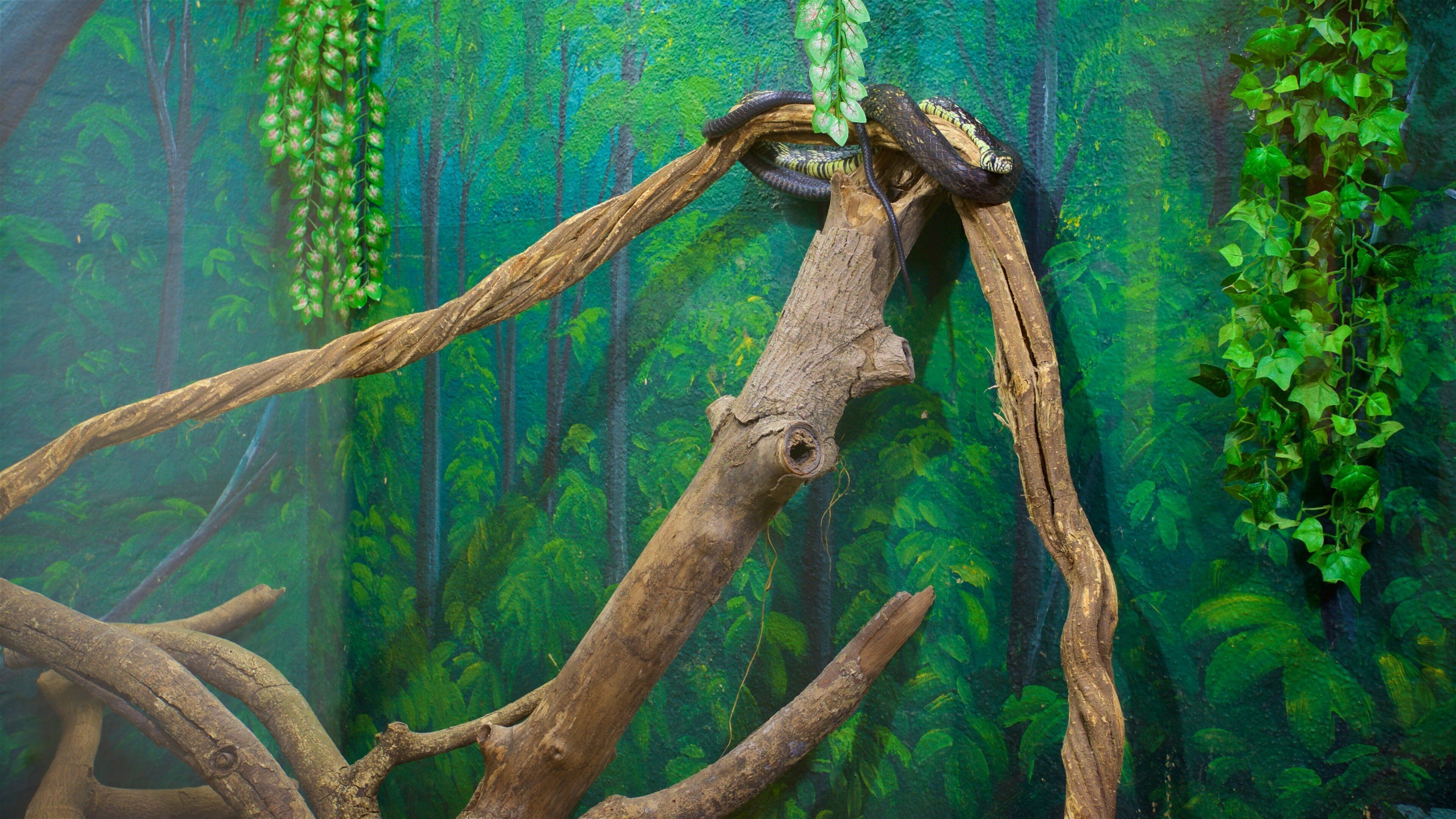 Aquario Municipal som inkluderar interiörer och havsdjur