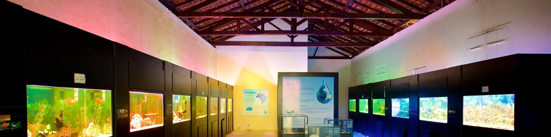 Städtisches Aquarium das einen Meeresbewohner und Innenansichten