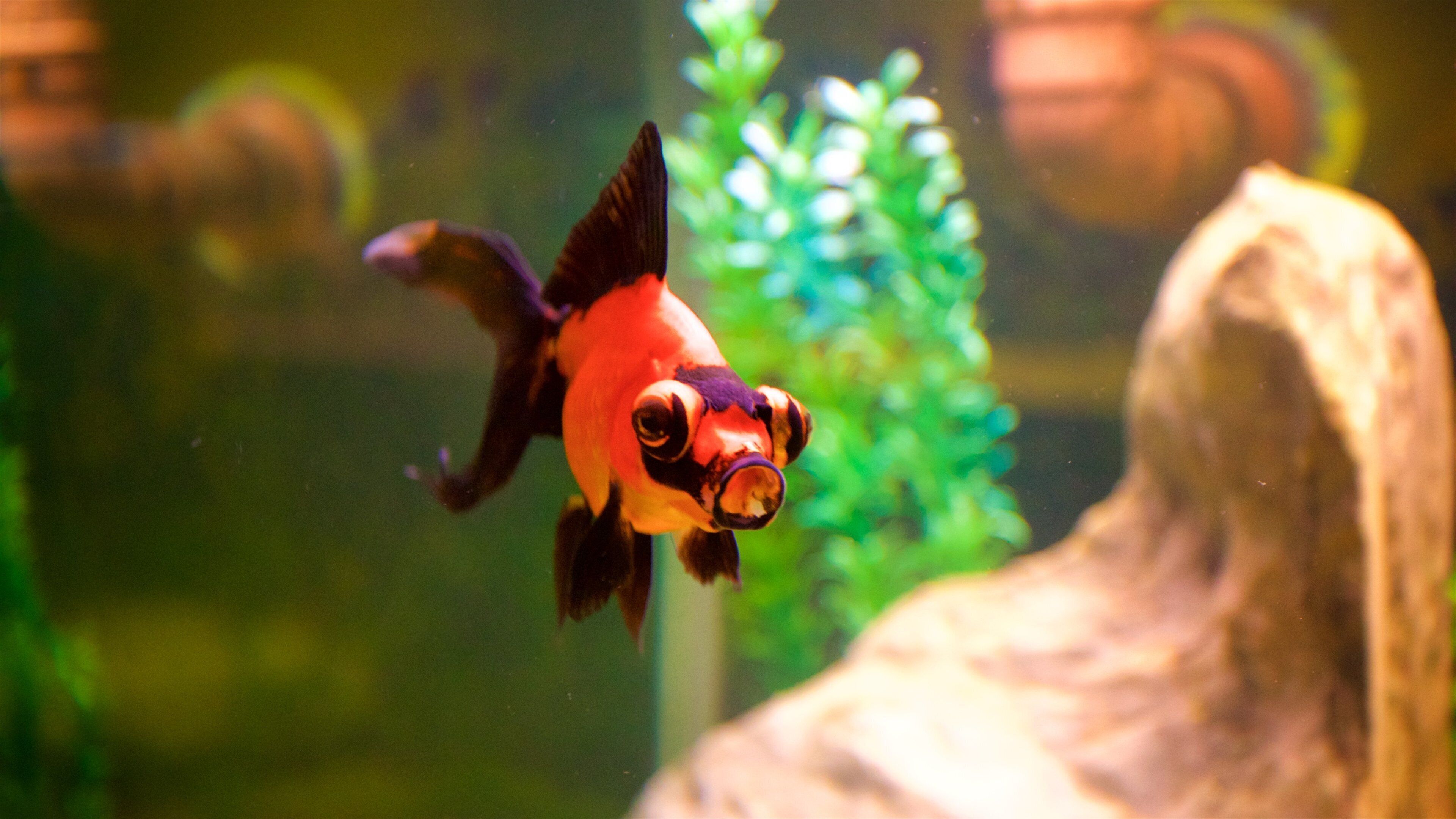 Aquario Municipal presenterar havsdjur och interiörer