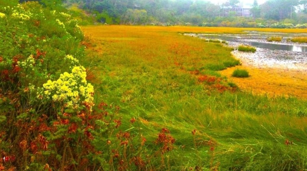 Inlet on the other side of Chatham harbor, this is the back side of the public beach/boat ramp go swimming if you like Great White Sharks, the seal population exploded this the Great Whites have moved in, very common now.