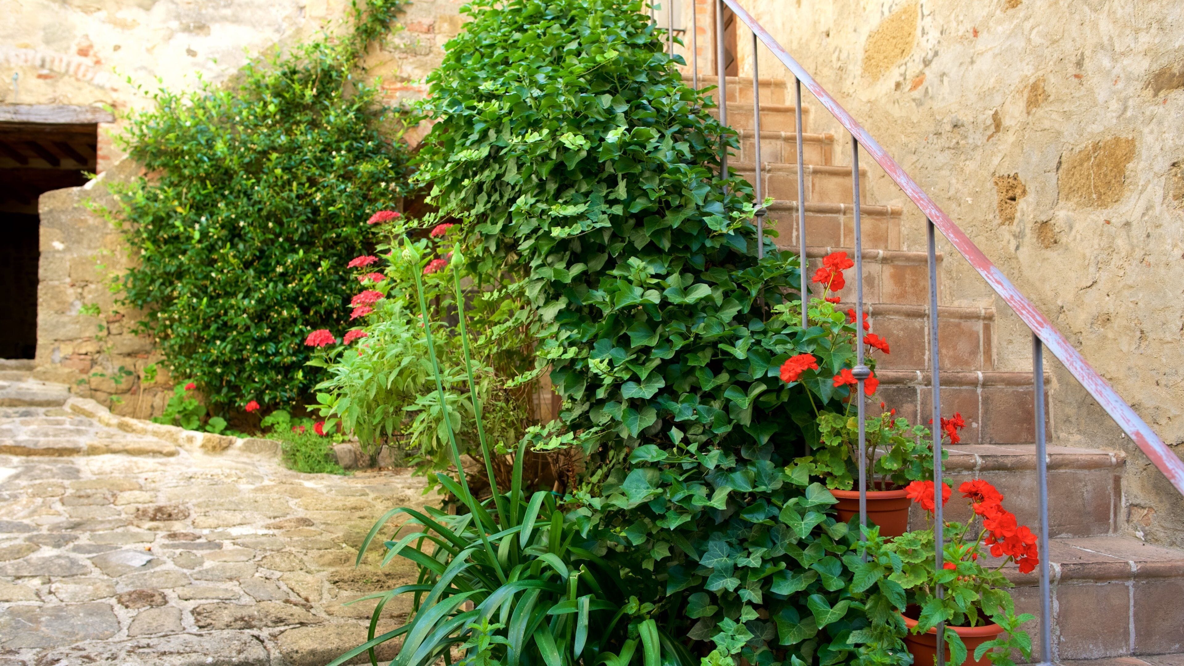 Monticchiello showing flowers and heritage architecture