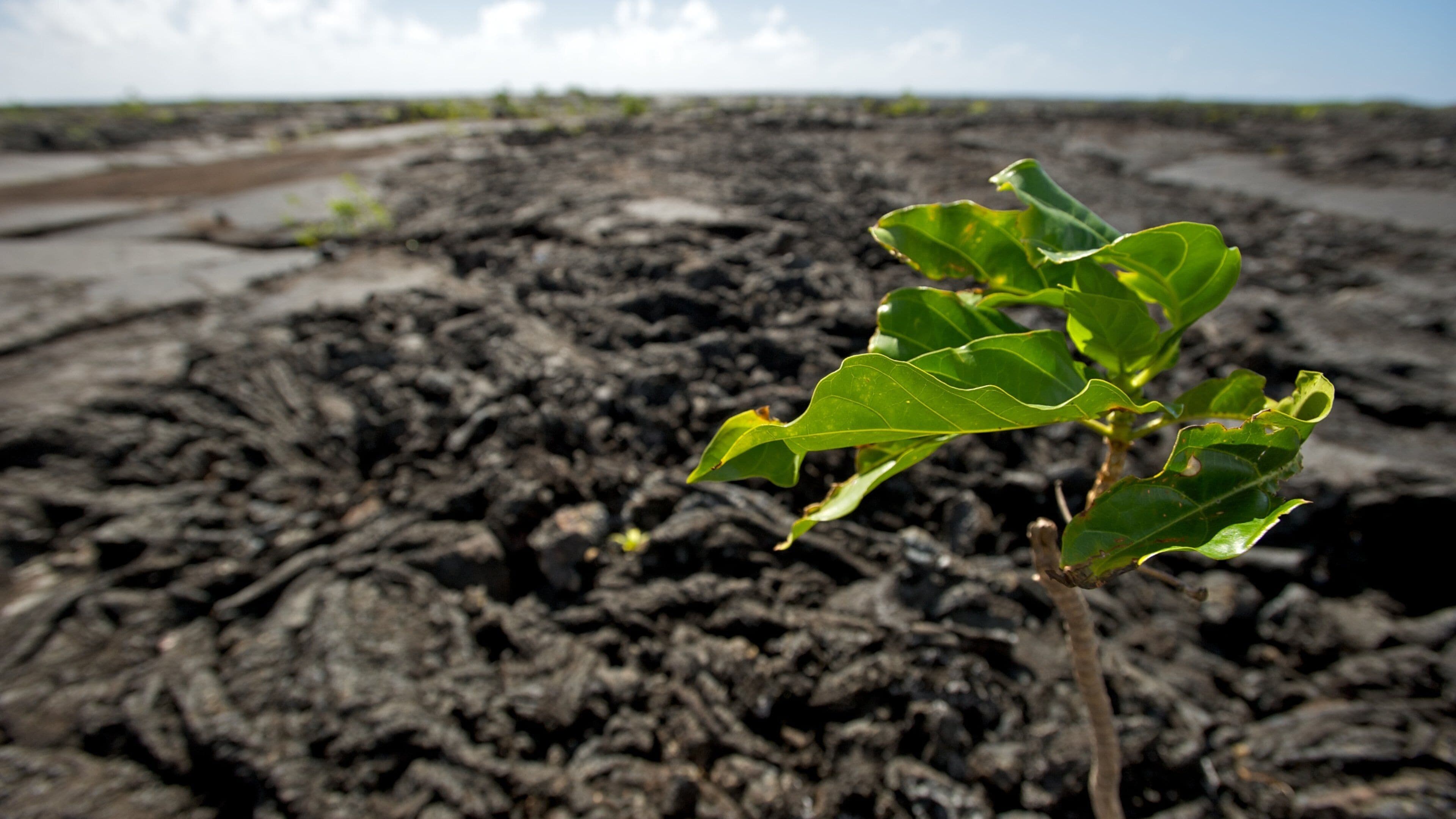 Saleaula Lava Field das einen ruhige Szenerie