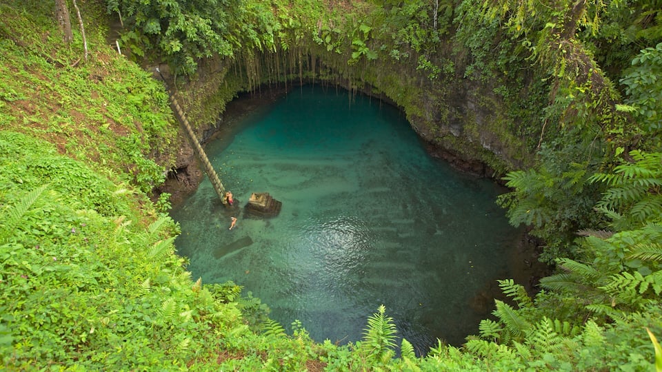 A natural pool surrounded by dense green foliage.