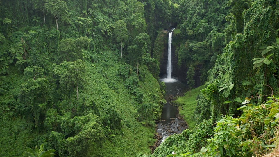 A lush green forest with a waterfall.
