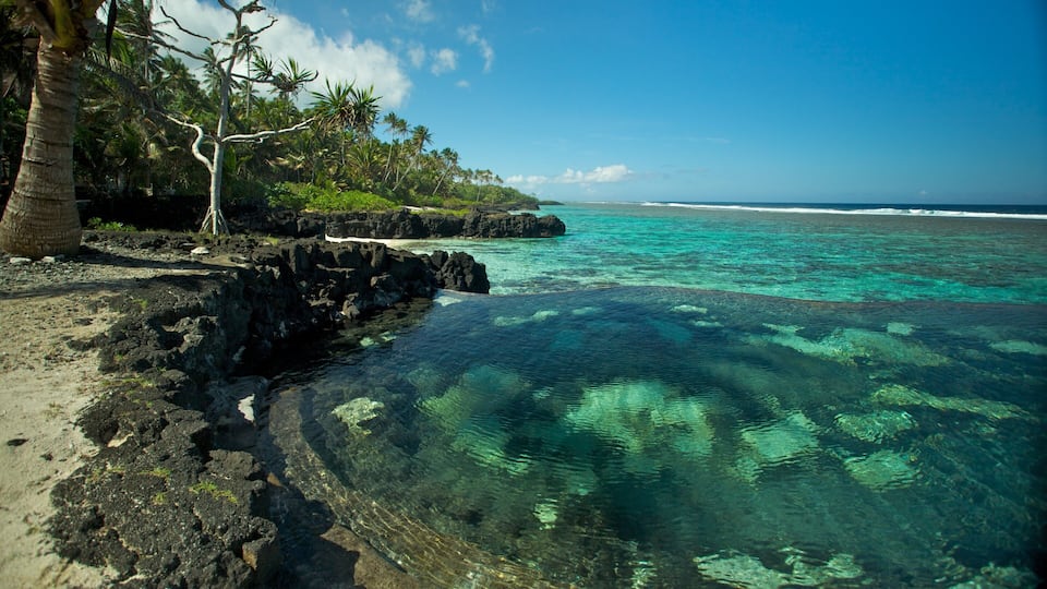 A clear turquoise sea, rocky shore, and palm trees.