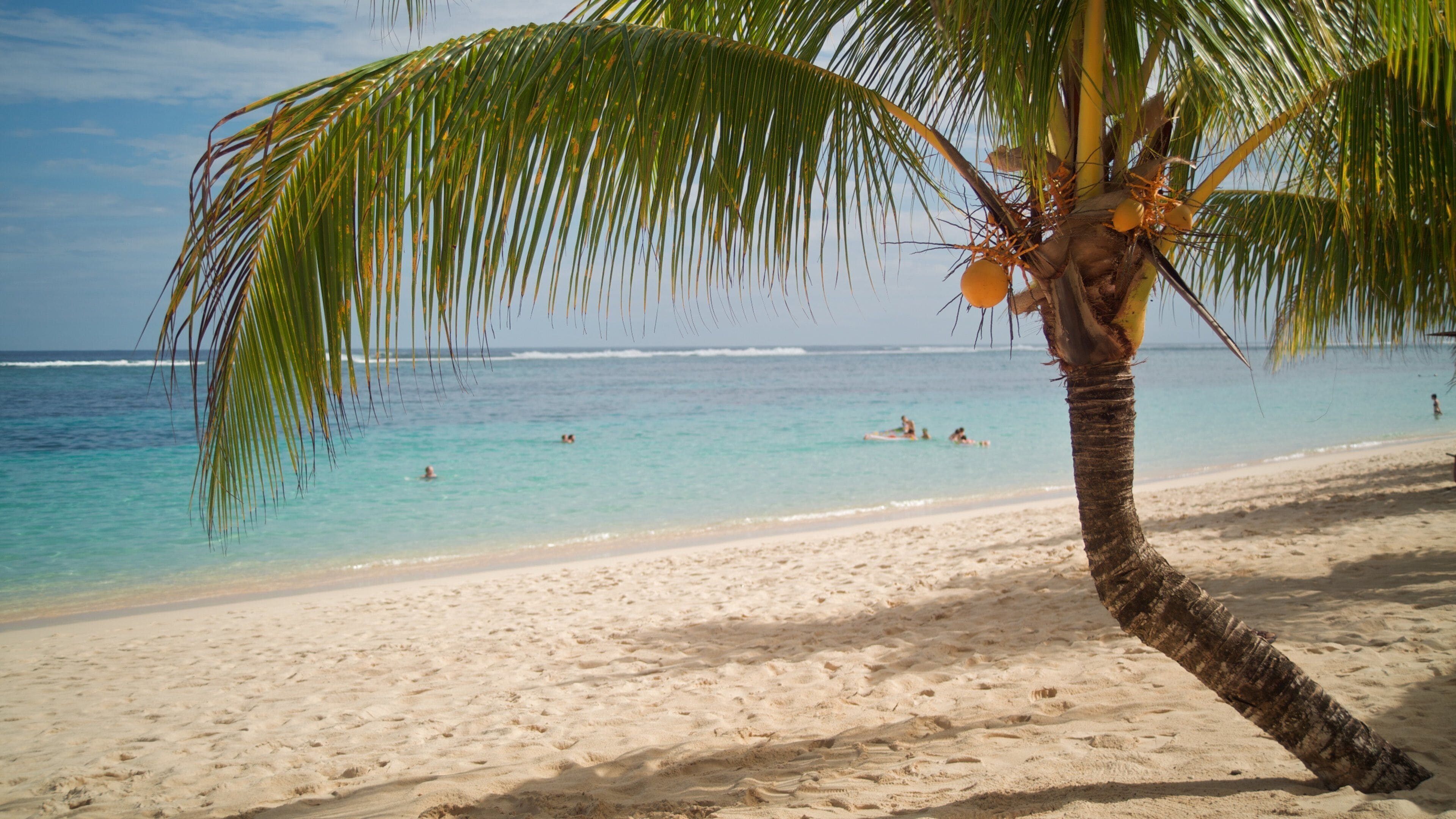 Una playa con una palmera, agua turquesa cristalina e huellas en la arena.